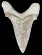Auriculatus Shark Tooth - Dakhla, Morocco (Restored) #47844-1